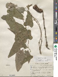 Dioscorea floribunda image