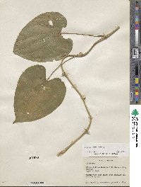 Dioscorea urophylla image