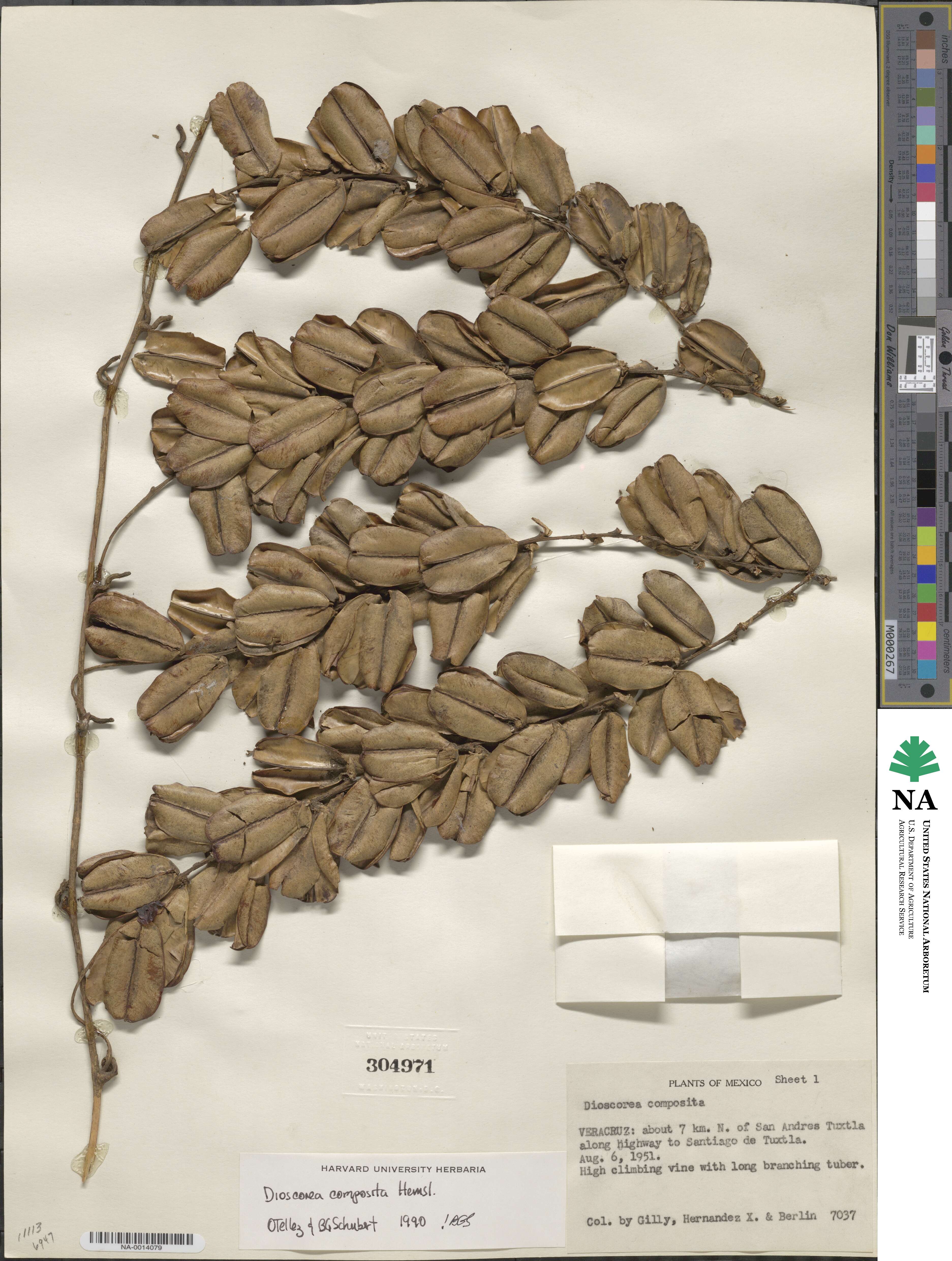 Dioscorea composita image