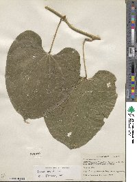 Dioscorea composita image