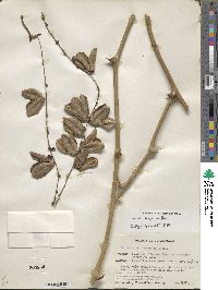 Dioscorea composita image