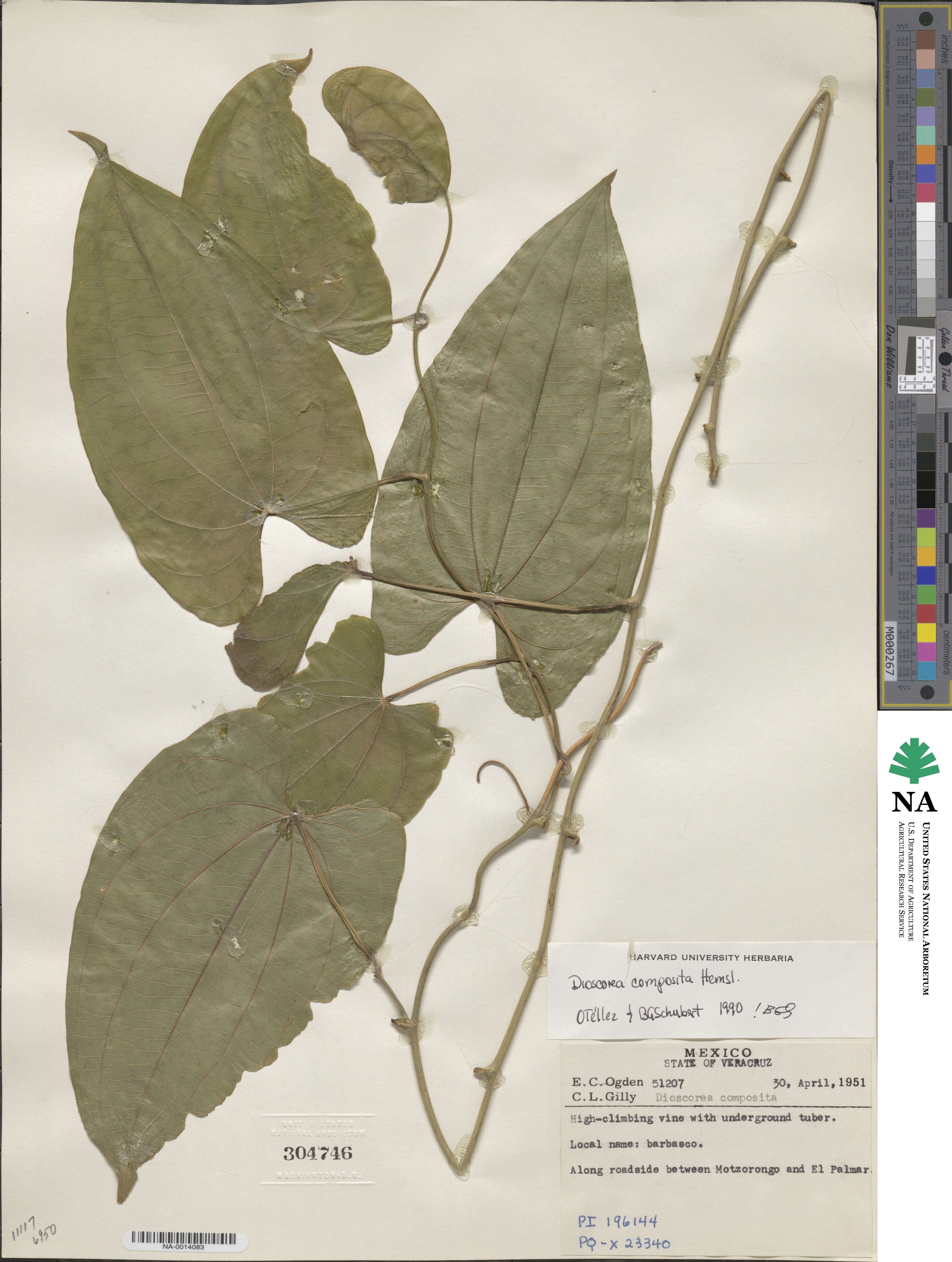 Dioscorea composita image