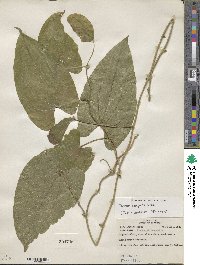 Dioscorea composita image