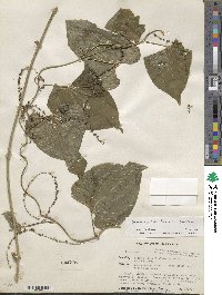 Dioscorea spiculiflora var. spiculiflora image