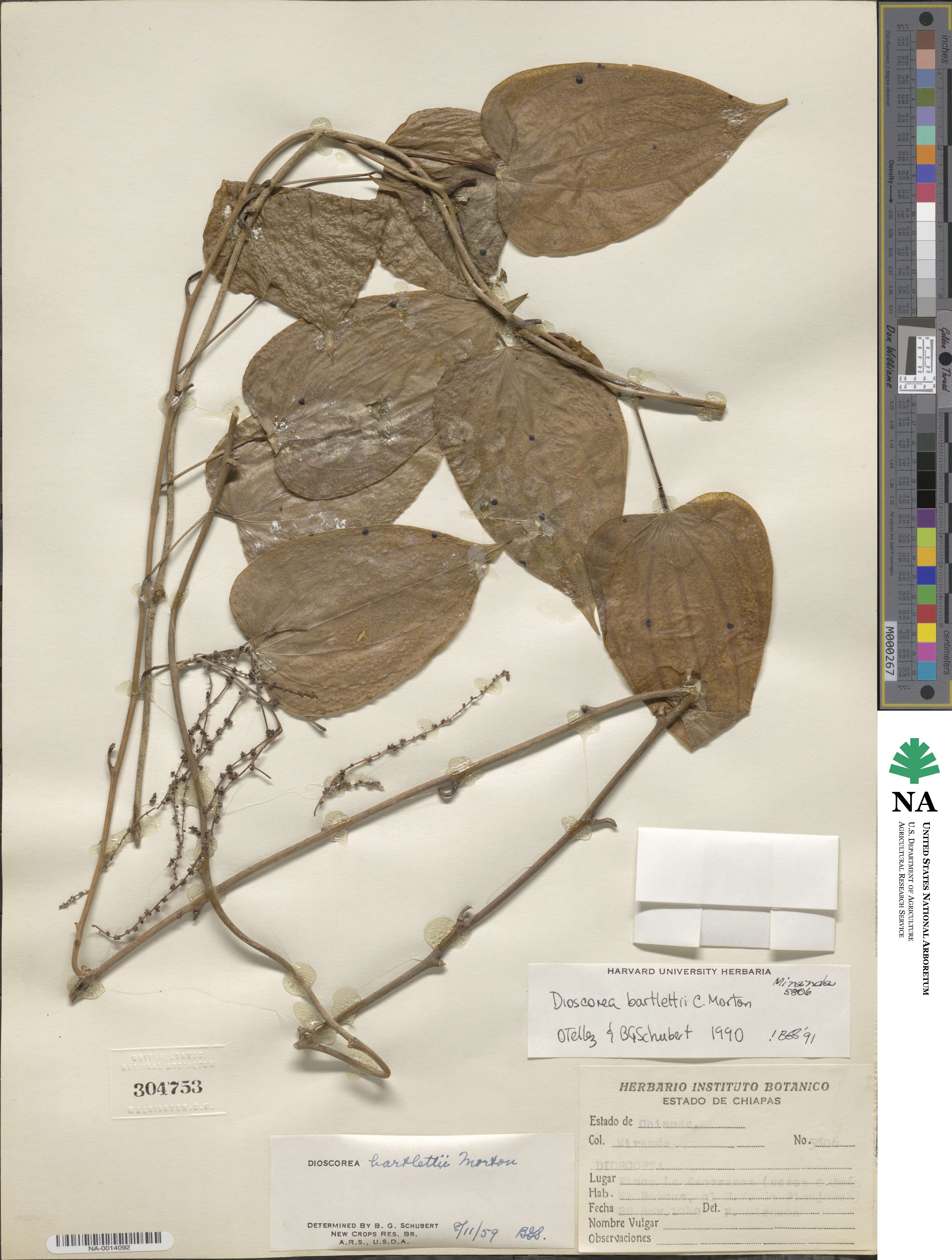 Dioscorea bartlettii image