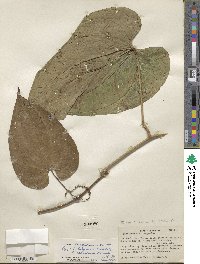 Dioscorea hondurensis image