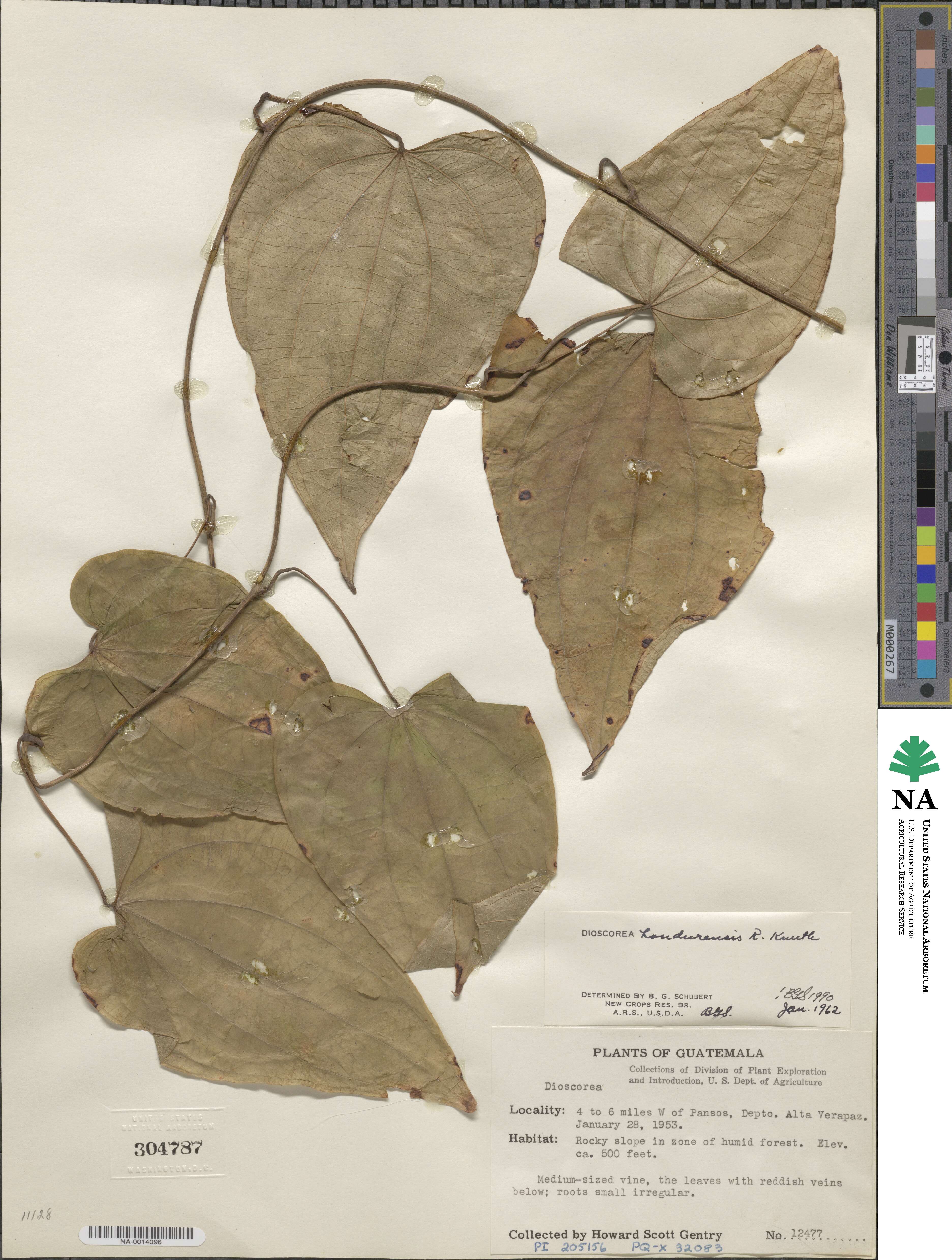 Dioscorea hondurensis image