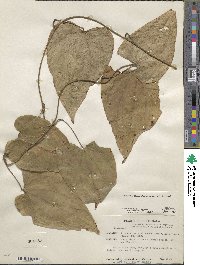 Dioscorea hondurensis image