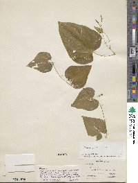 Dioscorea pumicicola image