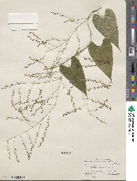 Dioscorea floribunda image