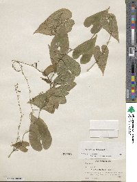 Dioscorea floribunda image