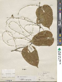 Dioscorea floribunda image