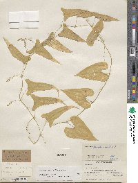 Dioscorea floribunda image