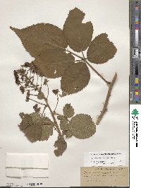 Rubus allegheniensis image