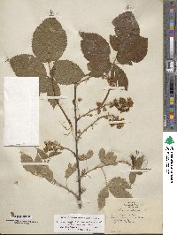 Rubus argutus image