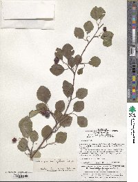 Cotoneaster multiflorus image