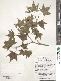 Acer pictum image