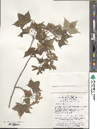 Acer pictum subsp. mono image