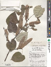 Tilia oliveri image