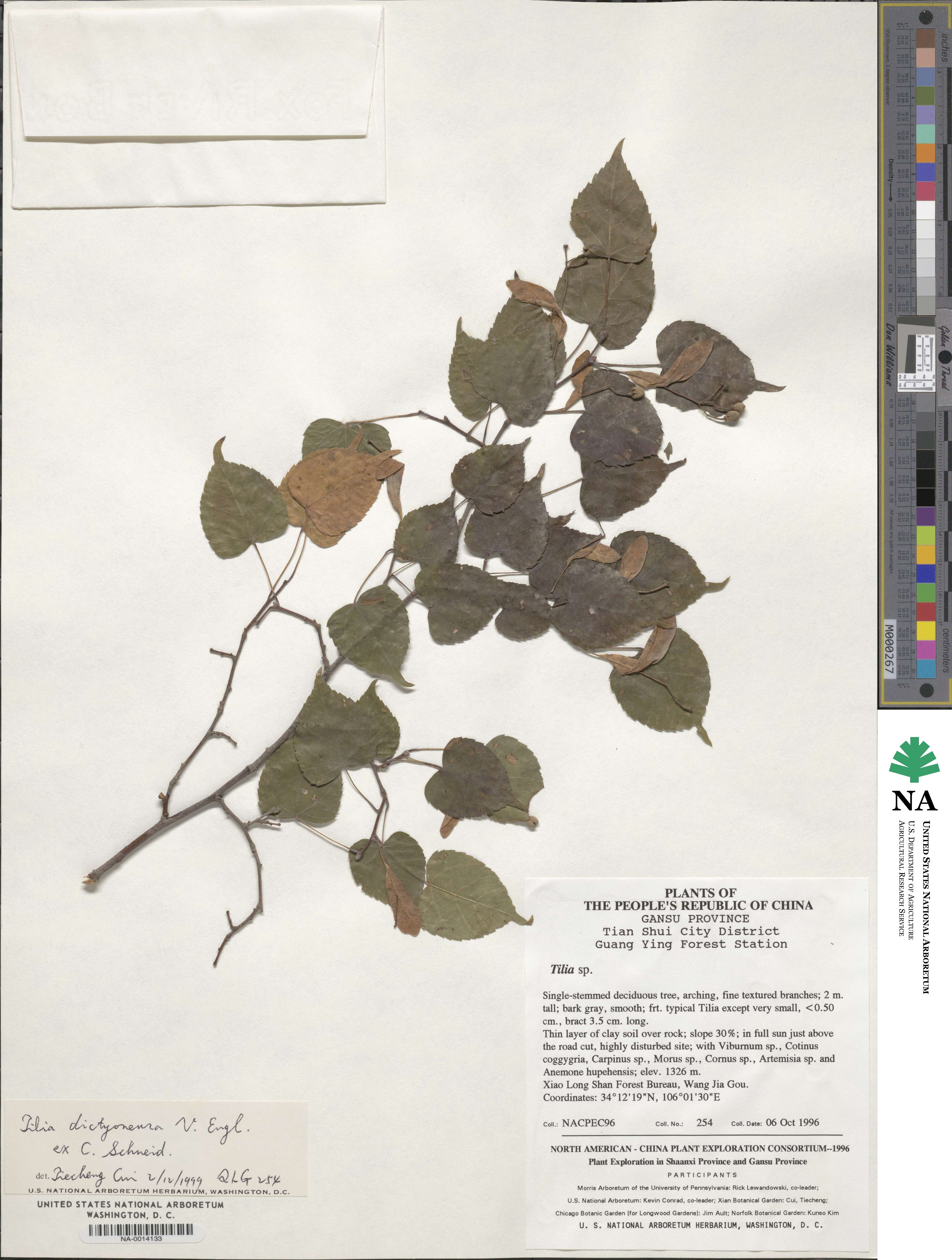 Tilia paucicostata image