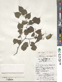 Tilia paucicostata image