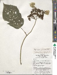 Hydrangea longipes image