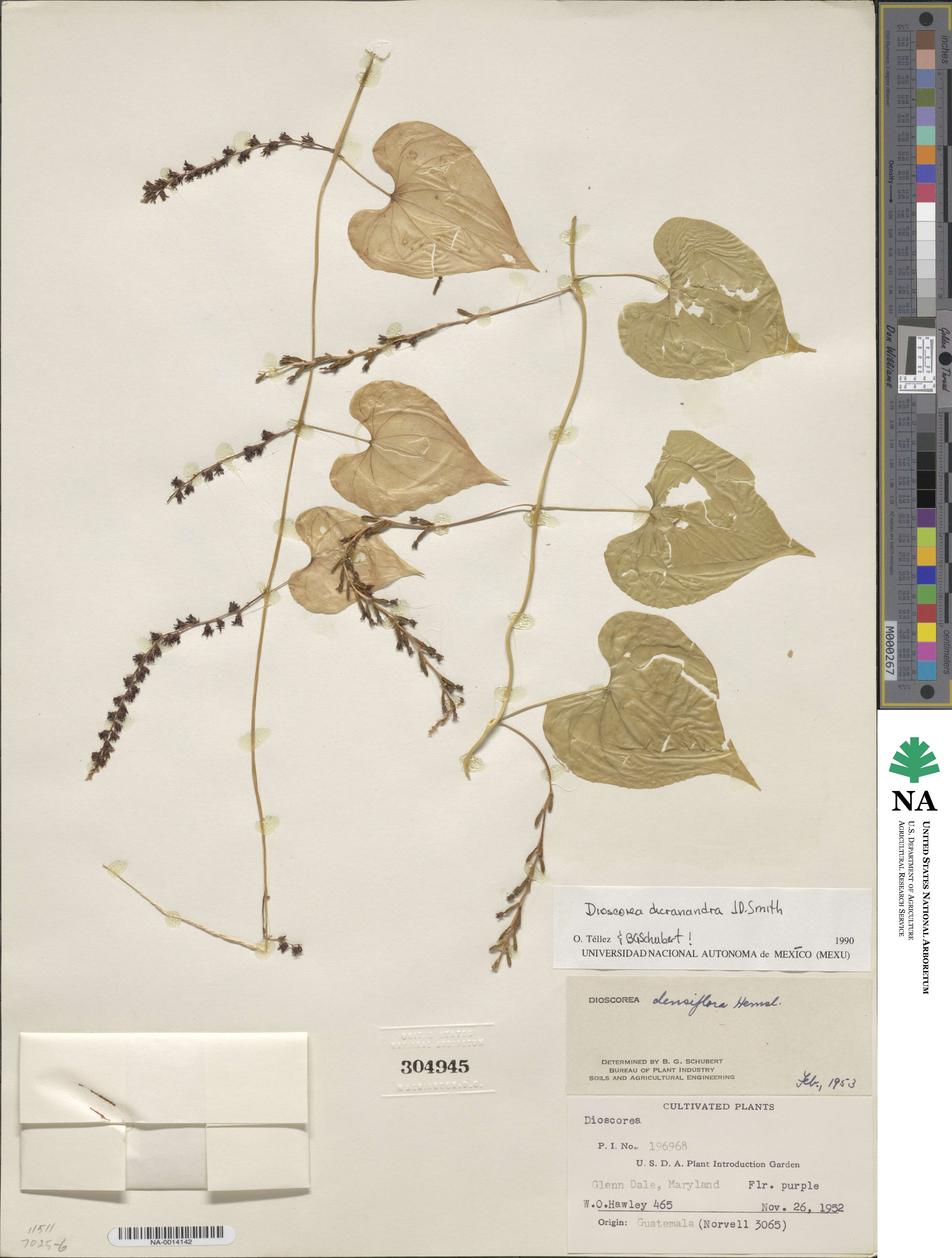 Dioscorea dicranandra image