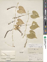 Image of Dioscorea dicranandra