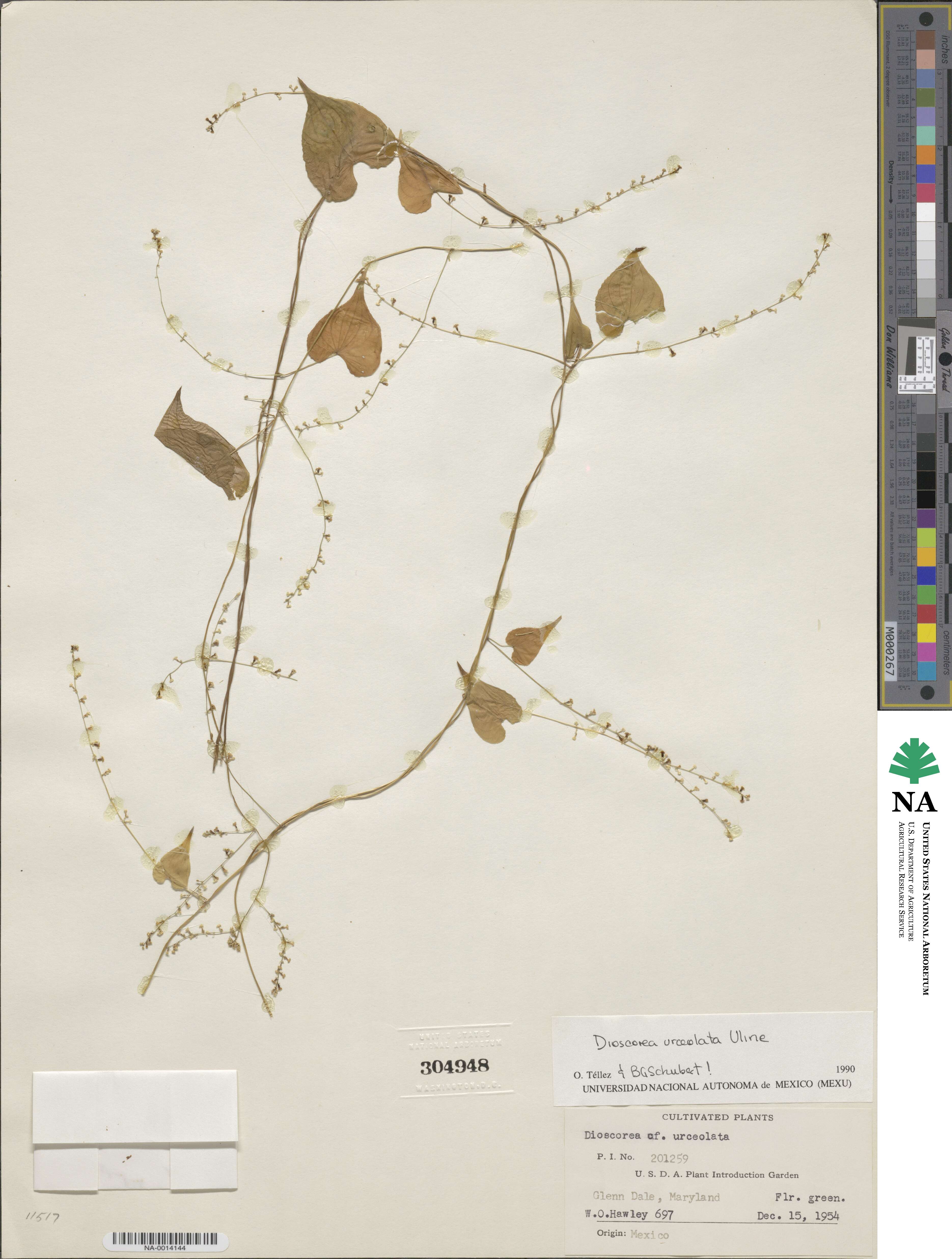 Dioscorea urceolata image