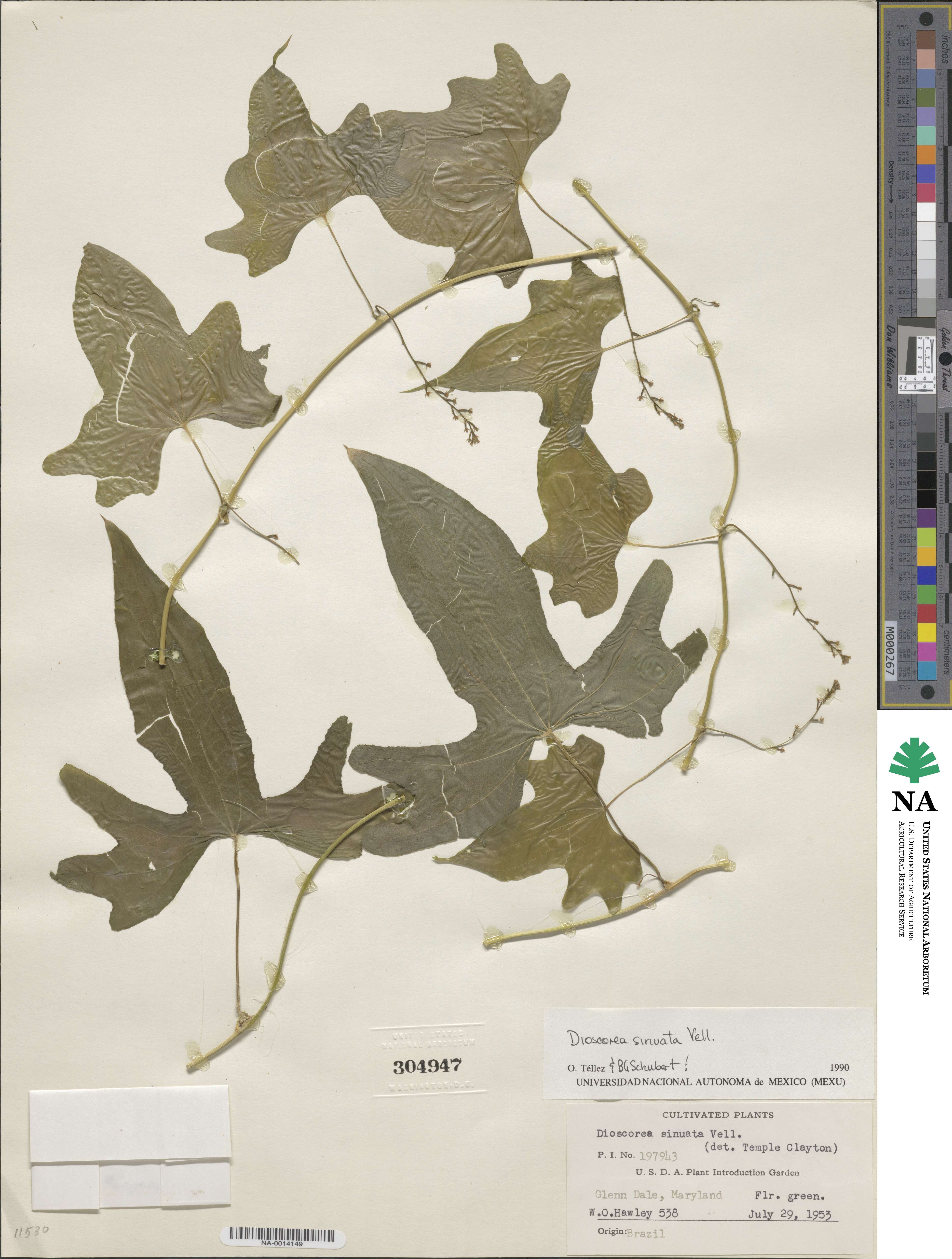 Dioscorea sinuata image