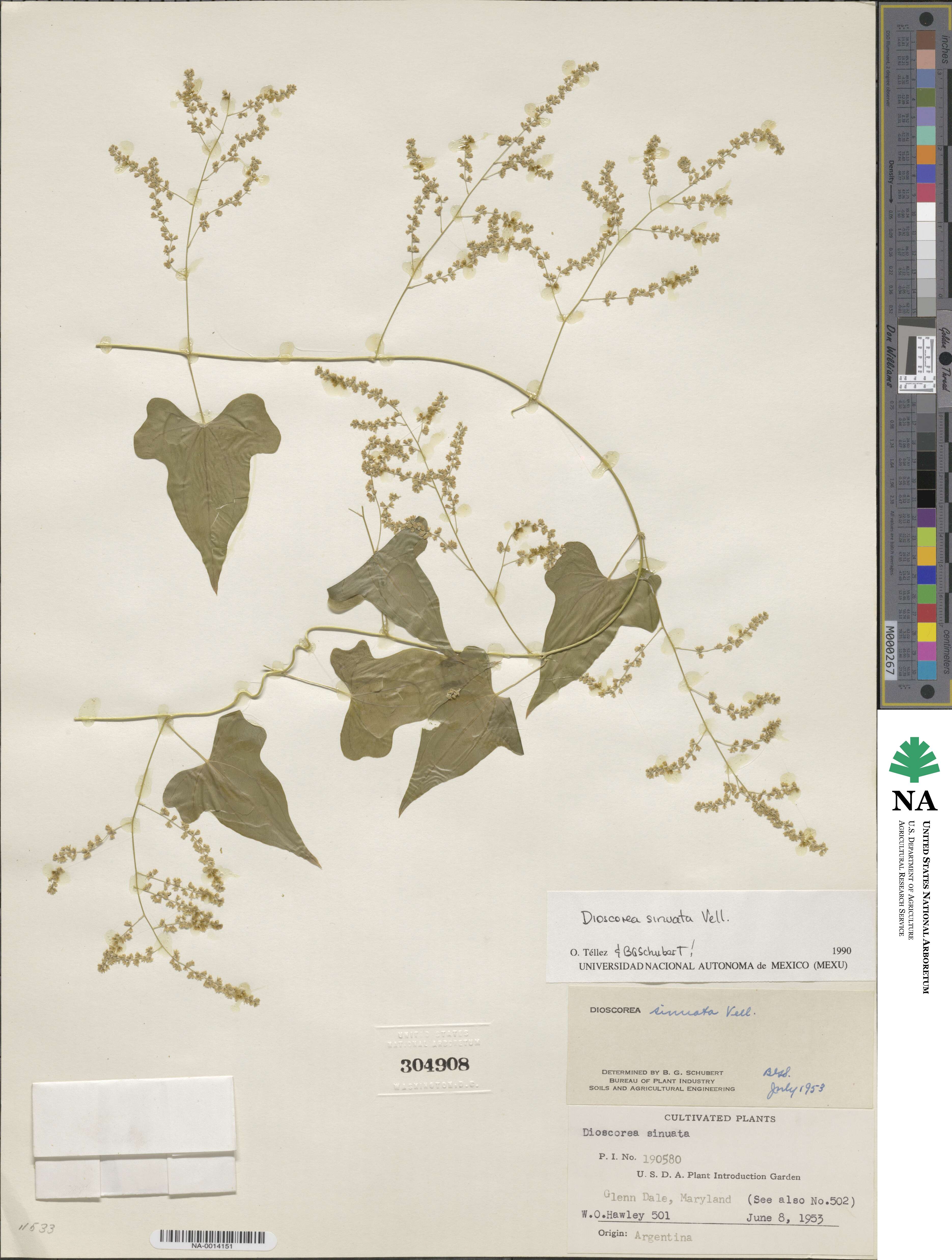 Dioscorea sinuata image