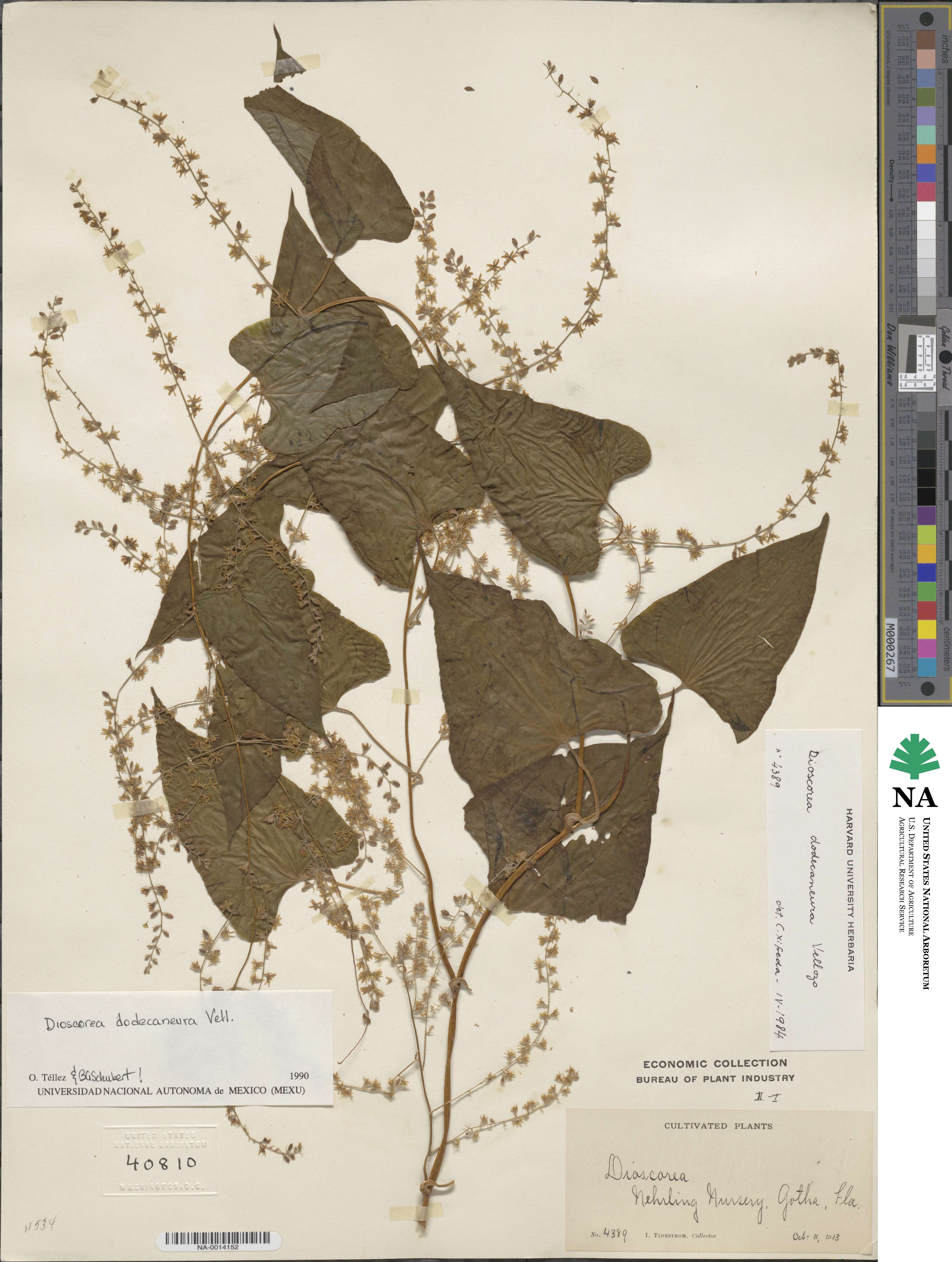 Dioscorea dodecaneura image