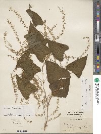 Dioscorea dodecaneura image