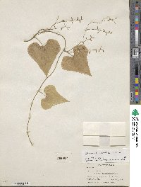 Dioscorea convolvulacea image