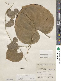 Dioscorea convolvulacea image