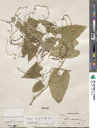 Dioscorea floribunda image