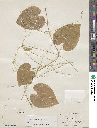 Dioscorea polygonoides image