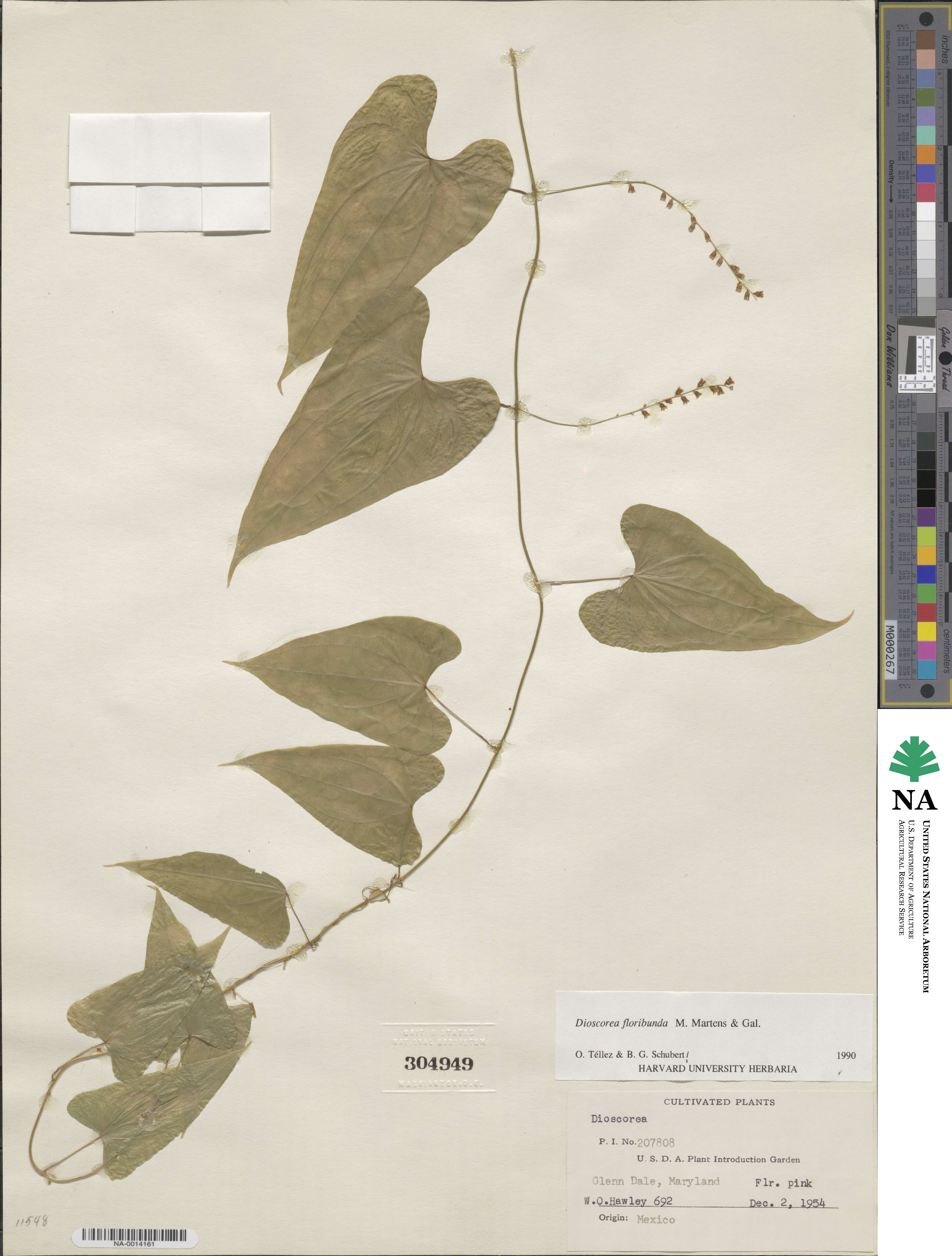 Dioscorea floribunda image