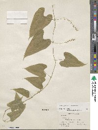 Dioscorea floribunda image