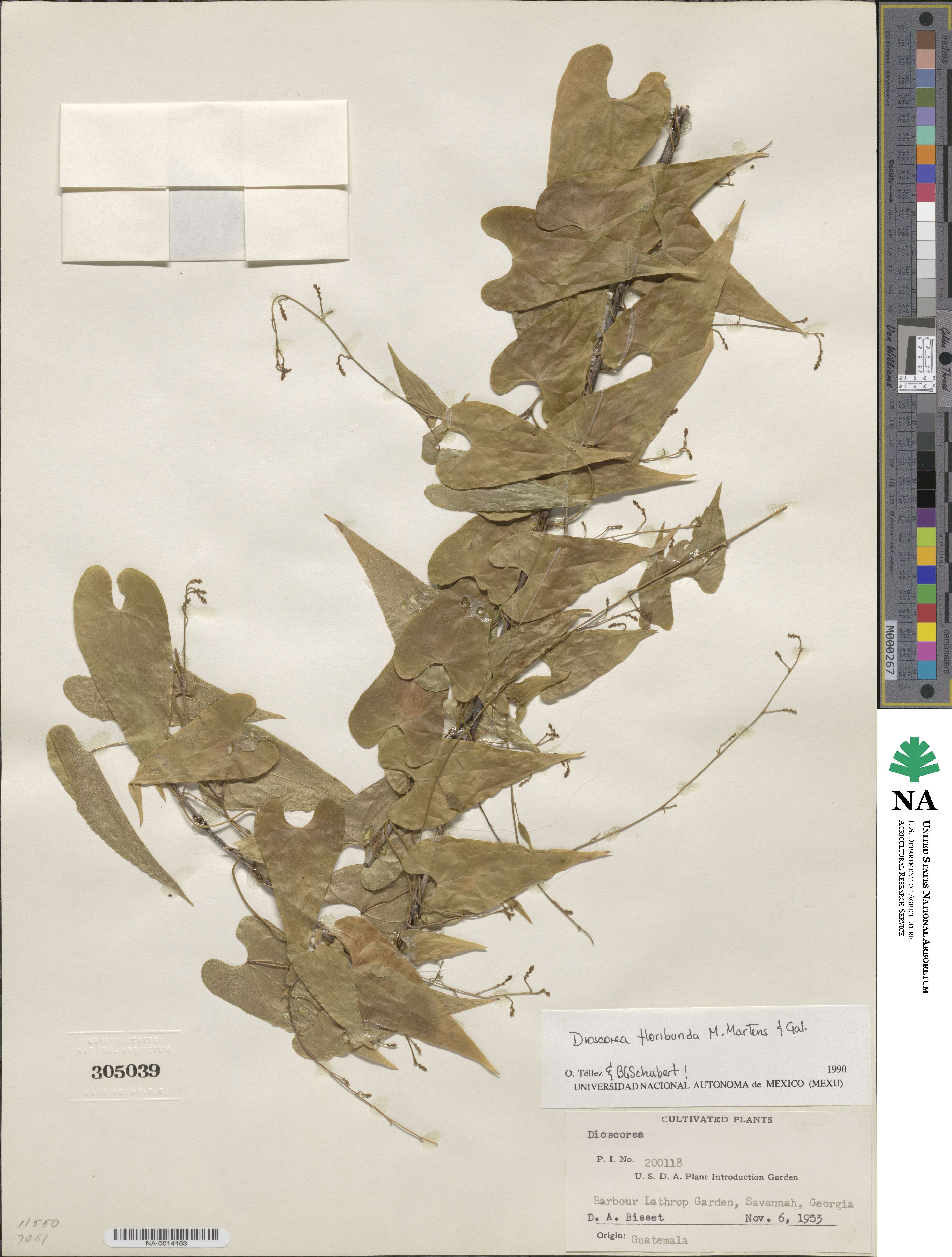 Dioscorea floribunda image