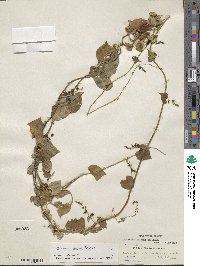 Dioscorea pallens image