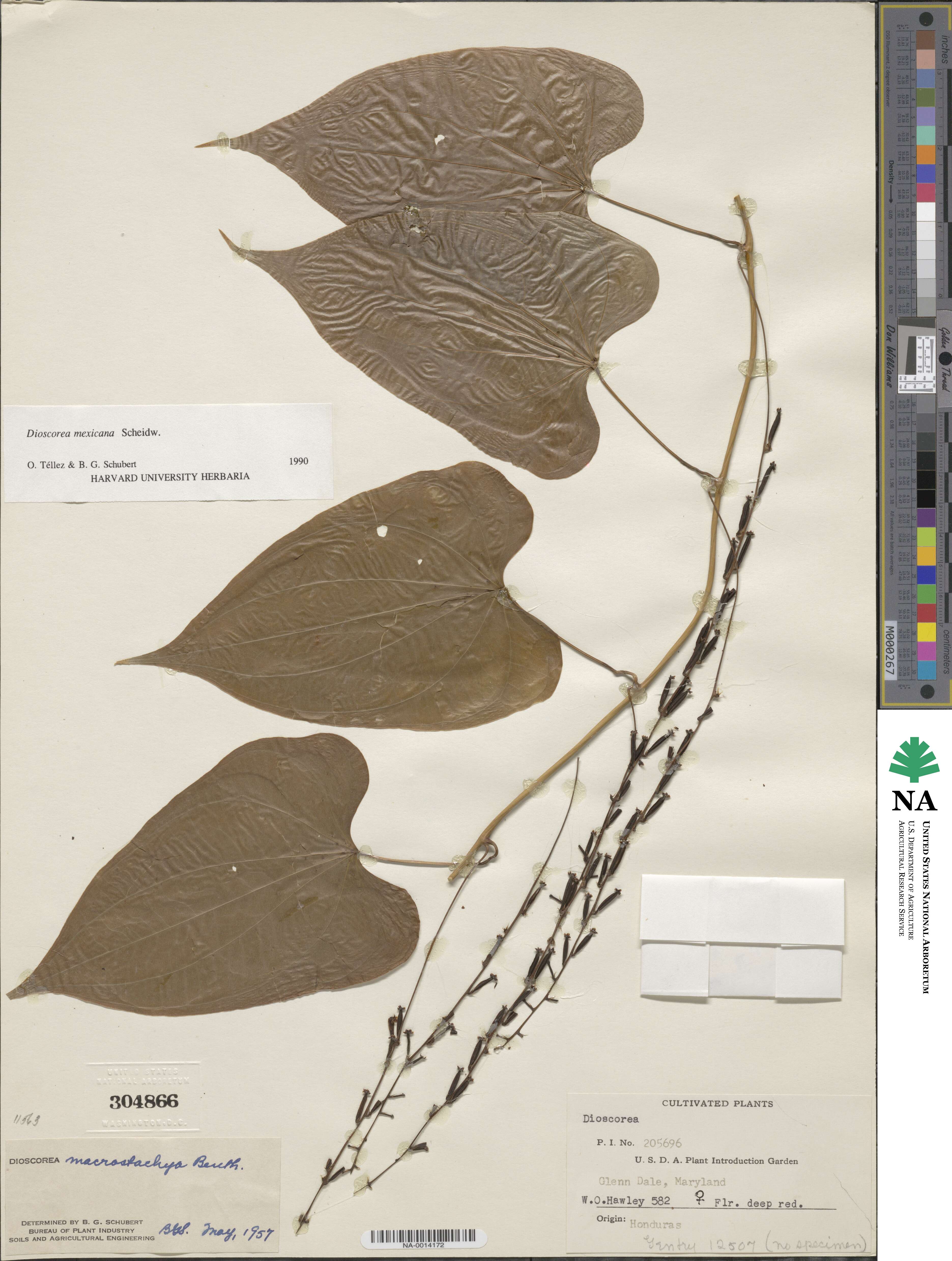 Dioscorea macrostachya image