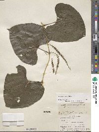 Dioscorea mexicana image