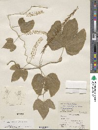 Dioscorea morelosana image