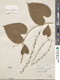 Dioscorea convolvulacea image