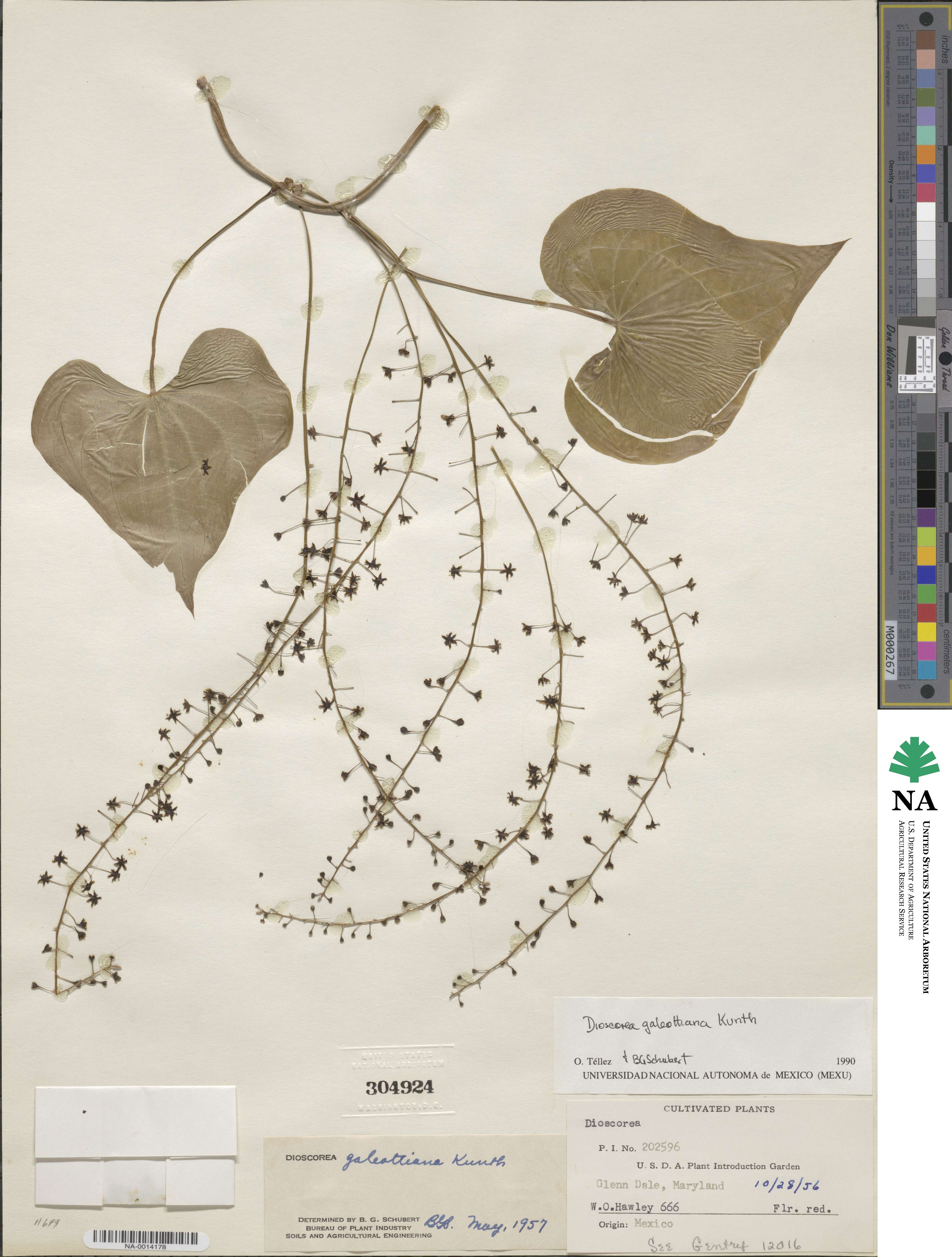 Dioscorea galeottiana image