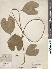 Dioscorea bulbifera image