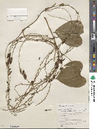 Dioscorea bulbifera image