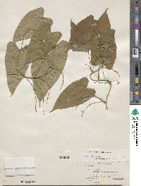 Dioscorea floribunda image