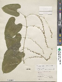 Dioscorea floribunda image